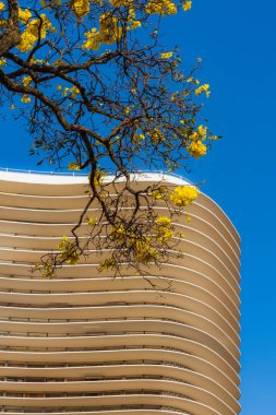 BELO HORIZONTE, MINAS GERAIS, BRAZIL - 5 Eylül 2021: Oscar Niemeyer ve Sarı Çiçek Ağacı 'nın apartmanı, Ipe, Liberty Meydanı (Praa da Liberdade)