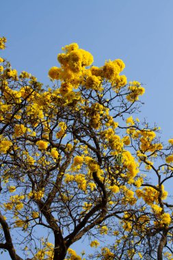 Sarı çiçek ağacı, Ipe, Belo Horizonte, Brezilya