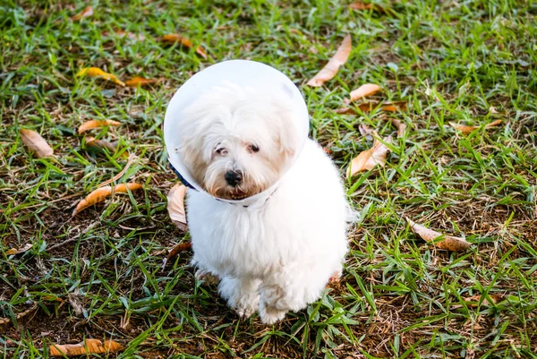 Perro Blanco Con Collar Isabelino — Foto de Stock