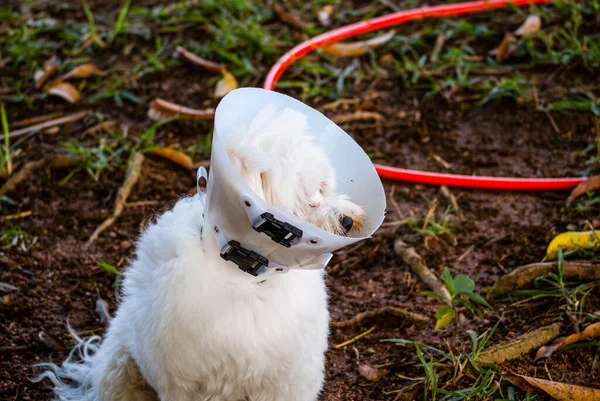 Perro Blanco Con Collar Isabelino — Foto de Stock