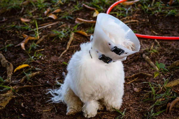 Perro Blanco Con Collar Isabelino — Foto de Stock