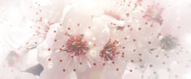 Çiçek açan ağaçlı güzel doğa sahnesi. Soyut Bahar çiçekleri arkaplanı