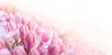 Lilac flowers bunch background. Abstract soft floral background with copy space