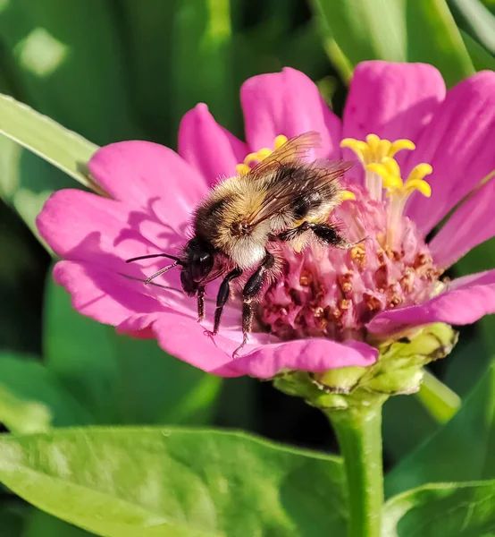 Yaban arısı pembe çiçek desenli bir fotoğrafın üzerinde oturuyor.