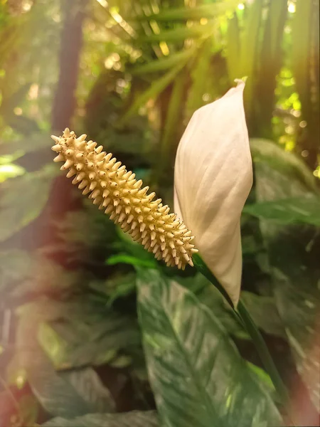 Spatthiphyllum kochlearispathum ya da barış zambağı çiçeği stoğu fotoğrafı