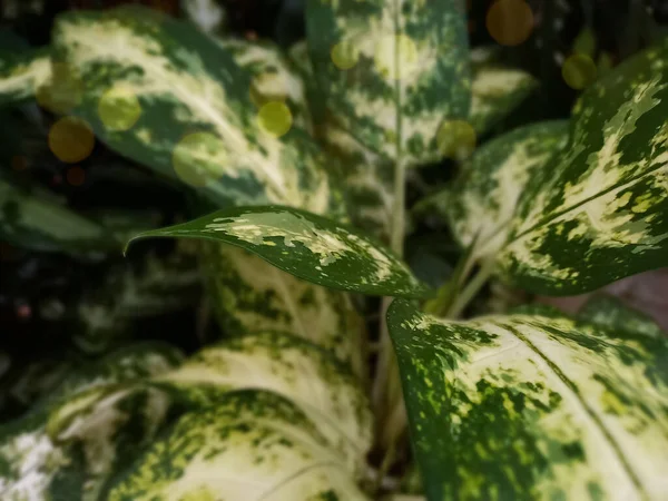 Abstraktní Pozadí Zelenými Listy Dieffenbachia Tečkované — Stock fotografie