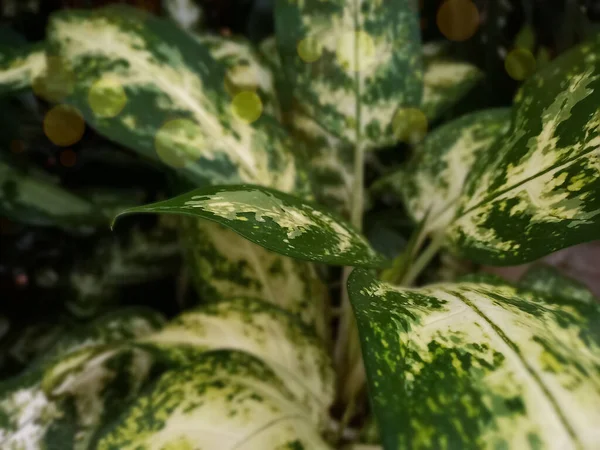 Yeşil Dieffenbachia Yapraklı Soyut Bir Arka Plan Tespit Edildi — Stok fotoğraf
