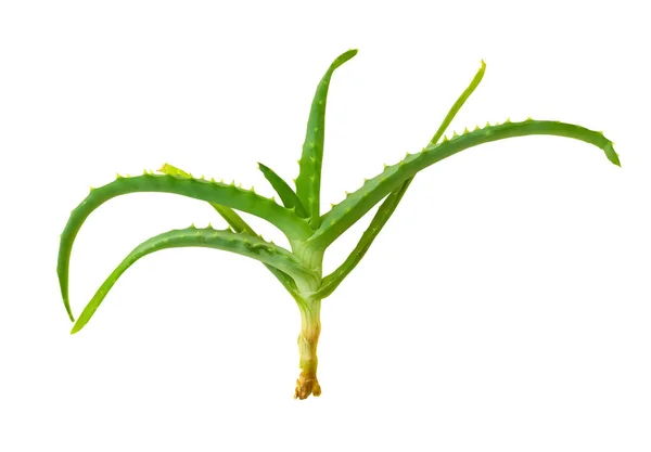 Aloe Vera Isolerad Vit Bakgrund — Stockfoto