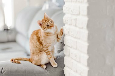 Oyuncu kızıl çizgili kedi ilginç bir şeye bakıyor.