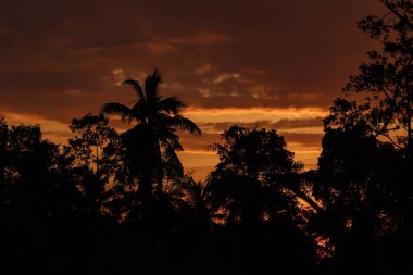 Yağmur ormanlarının siluetleri ve günbatımının arka planında palmiye ağaçları