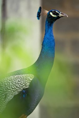 Hint Peafowl, Mavi tavus kuşu, yeşil yapraklı ayrıntılı baş portresi, dikey fotoğraf