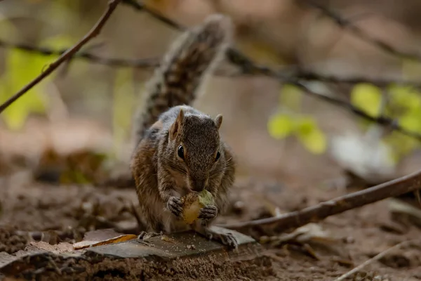 Pretty Indian Palm Squirrel Three Striped Palm Squirrel Eating Biscuits — Stock Photo, Image