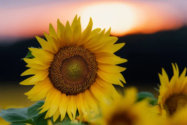 Slunečnicový Kruh Velký Žlutý Květ Teplý Pozadí Reflexní Světlo Slunce Royalty Free Stock Fotografie