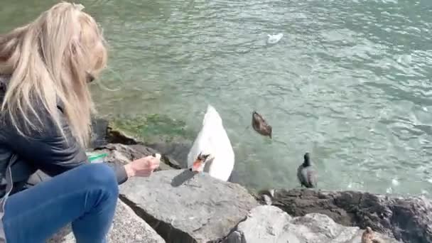 Adult Blonde Woman Feeding Swan Lake Geneva — Stockvideo