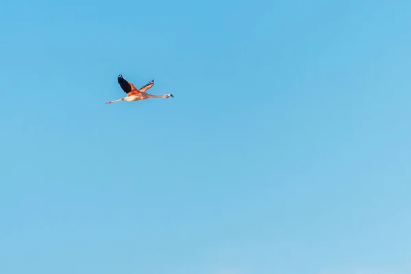 Um flamingos andino, Phoenicoparrus andinus, voando com céu azul no Mar de Ansenuza, Córdoba, Argentina. — Fotografia de Stock