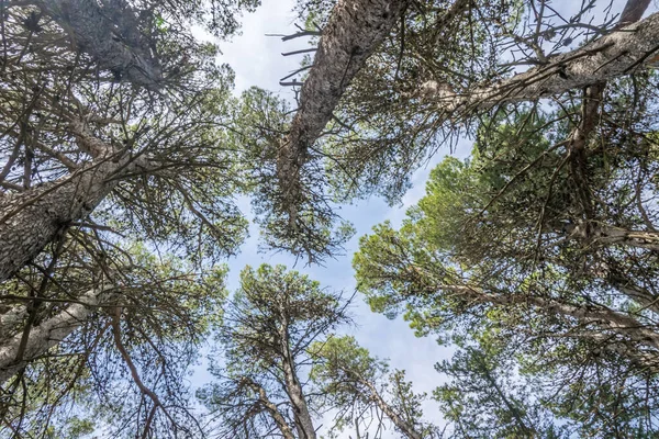 Bottom View Tall Pine Trees Forest Blue Sky Background — Foto de Stock