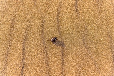 Scarab on a sand dune leaving its footprints.
