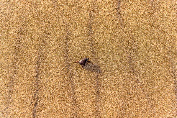 Scarab on a sand dune leaving its footprints.