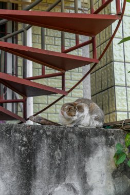 Çiftlikteki kedi yavrusu.