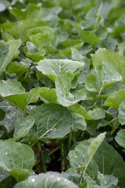 Green Vegetables Were Photographed Rural Fields Hunan Province China — Stock Photo, Image