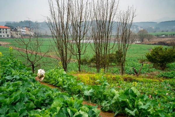 Landelijk Landschap Hunan China — Stockfoto