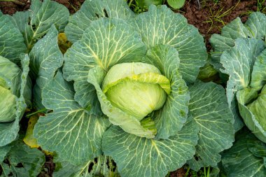 Bahçede yetişen organik sebzeler.