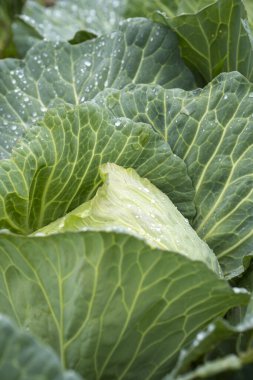 Bahçede yetişen organik sebzeler.