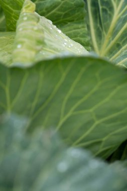 Bahçede yetişen organik sebzeler.