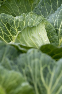 Bahçede yetişen organik sebzeler.