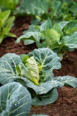 Bahçede yetişen organik lahana.