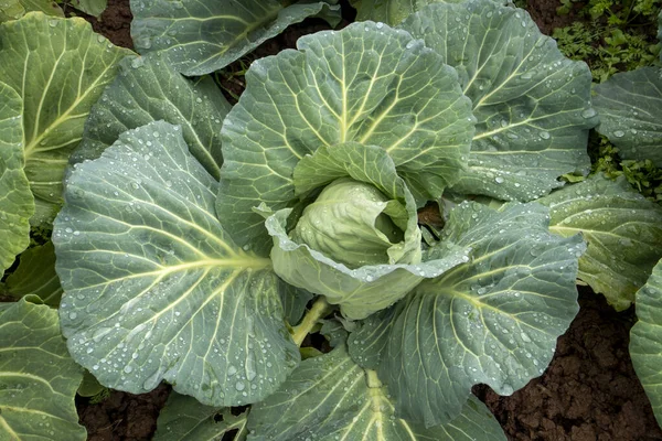Organic Cabbage Grown Garden — Stock Photo, Image