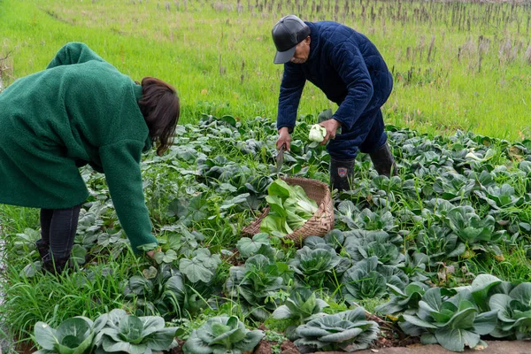 Číňané Staří Lidé Dcera Sbírají Zeleninu Polích — Stock fotografie