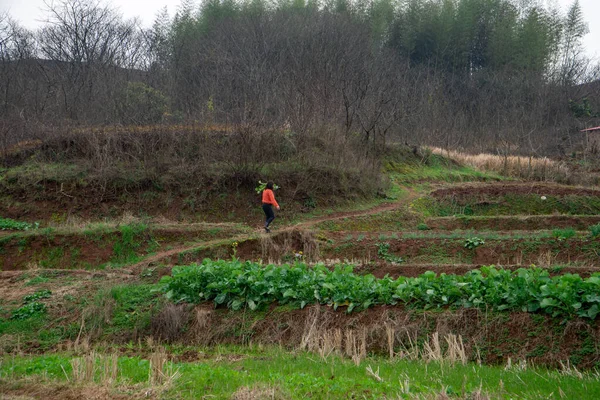 Een Vrouw Die Groenten Plukt Het Platteland Van China — Stockfoto