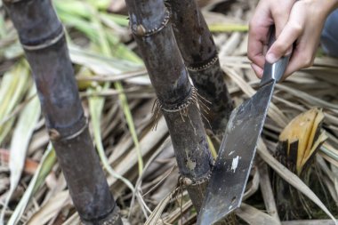 Şeker kamışı tarlasında şeker kamışı kes.