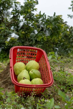 Guava meyve bahçesinden topladı.