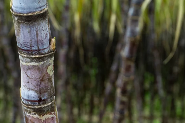 Caña Azúcar Madura Cultivada Plantación — Foto de Stock