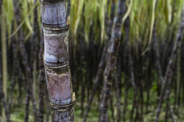 Caña Azúcar Madura Cultivada Plantación —  Fotos de Stock