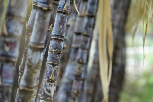 Mature Sugarcane Grown Plantation — Stock Photo, Image