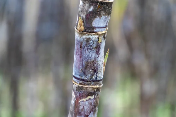 Mature Sugarcane Grown Plantation — Stock Photo, Image