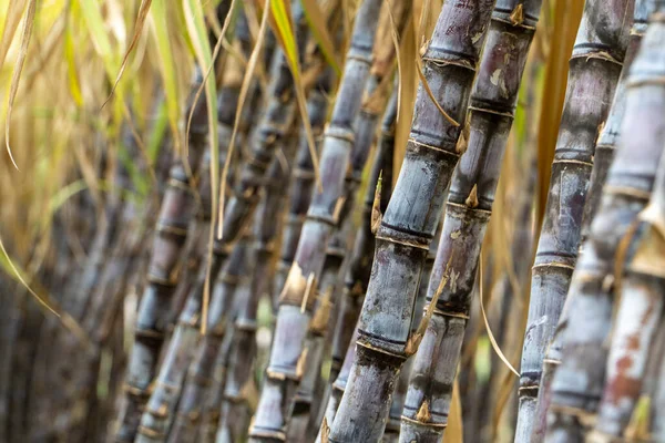 Mogna Sockerrör Som Odlas Plantagen — Stockfoto