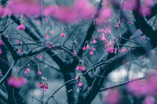 Kirschblüten Nach Frühjahrsregen — Stockfoto