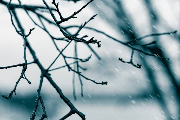 Trees Branches Rain — Stock Photo, Image