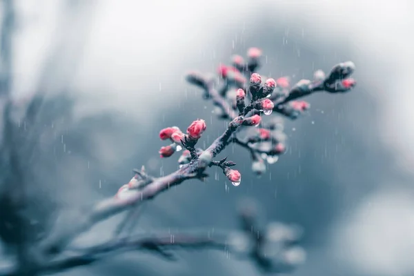 Kirschblüten Nach Frühjahrsregen — Stockfoto