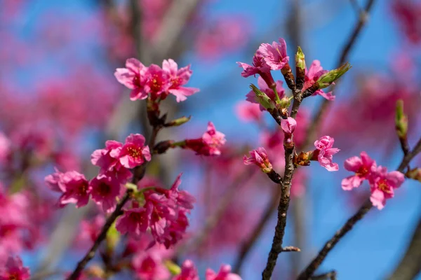 Lila Kirschblüten Auf Blauem Himmel — Stockfoto