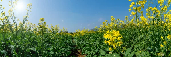 Rapsblüten Blühen Der Frühlingssonne — Stockfoto