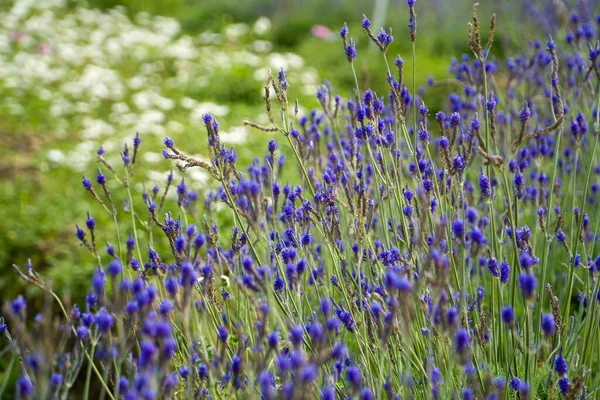 Lavendelfelder Der Frühlingssonne — Stockfoto