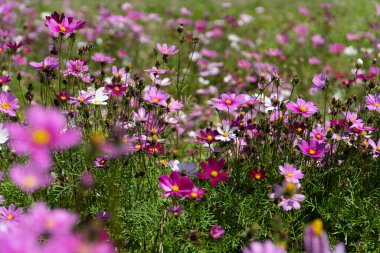 Güneşli baharda Galsang çiçeği