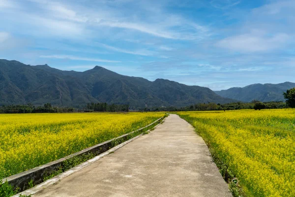 Canola Bloemenveld Landschap Lente Zon — Stockfoto