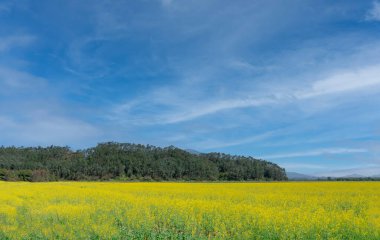 Bahar güneşinde kanola çiçek tarlası manzarası