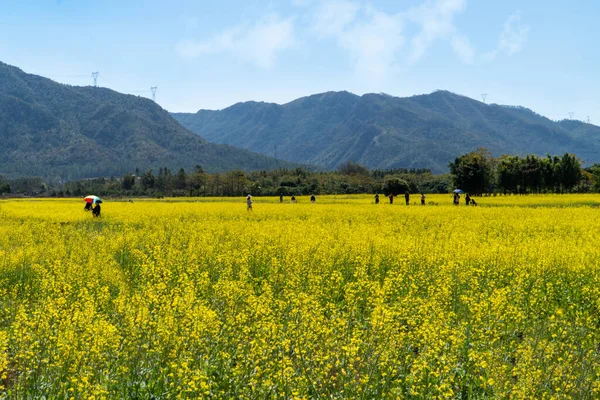 Canola Bloemenveld Landschap Lente Zon — Stockfoto